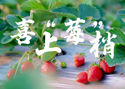 中國(guó)電信的信息技術(shù)正成為草莓種植戶拓展銷售、傳播口碑的新農(nóng)具_(dá)400.jpg
